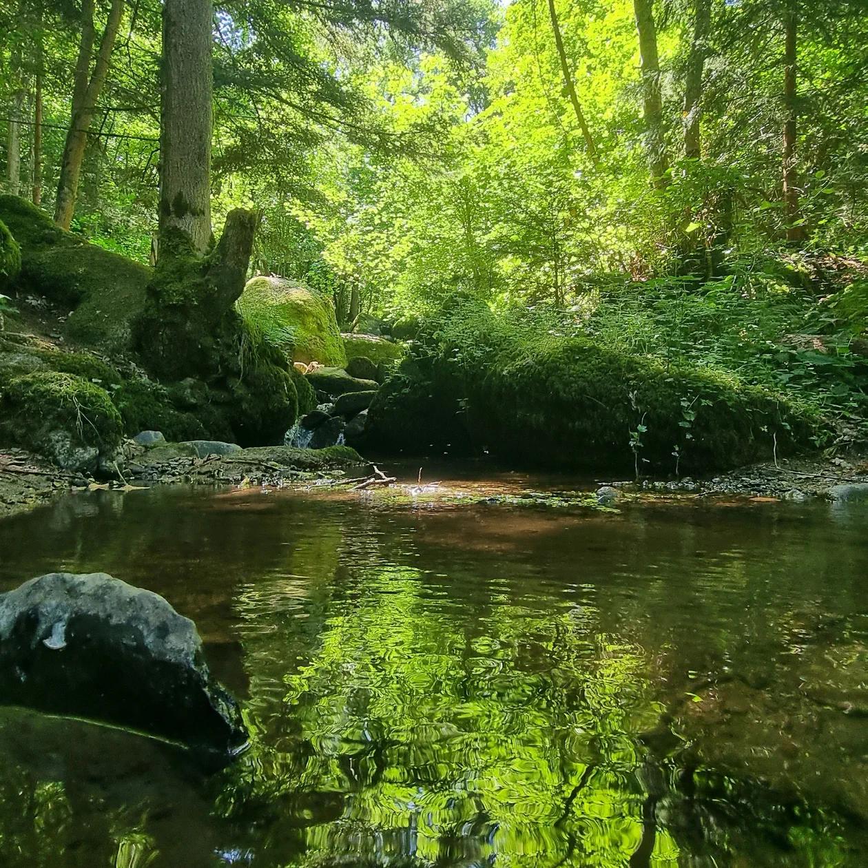 gorges de Ceyrat rivière forêt