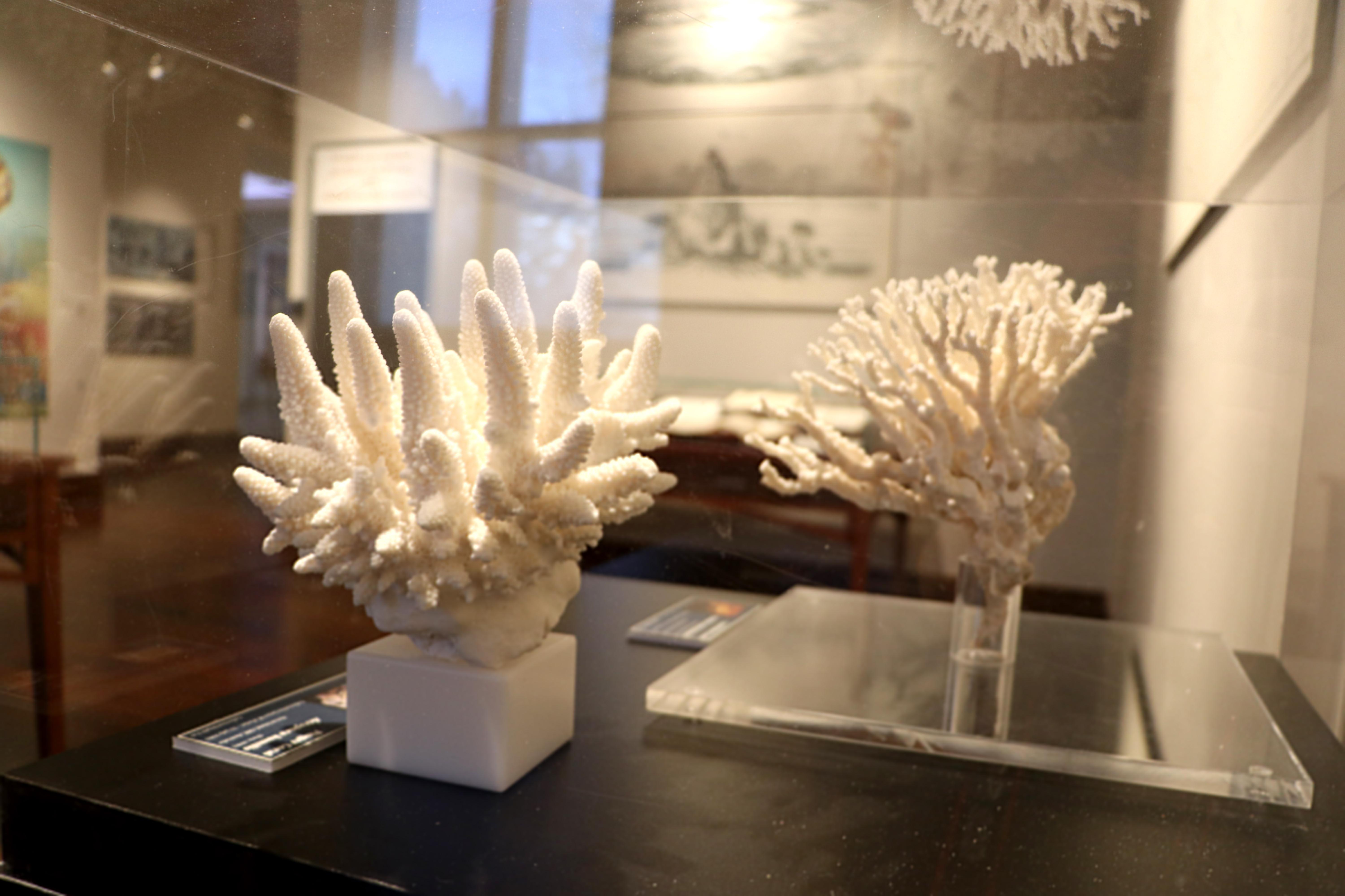coral exhibition museum